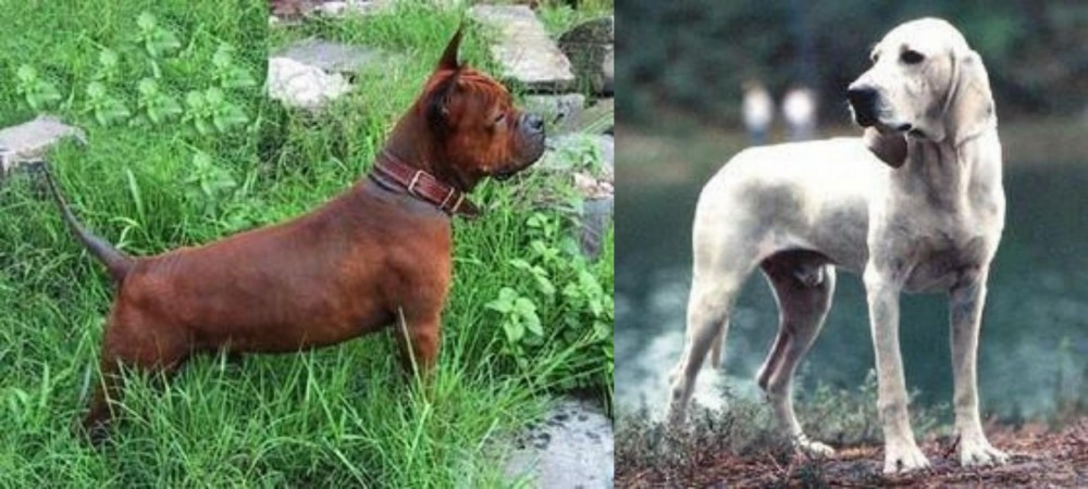 Porcelaine vs Chinese Chongqing Dog - Breed Comparison
