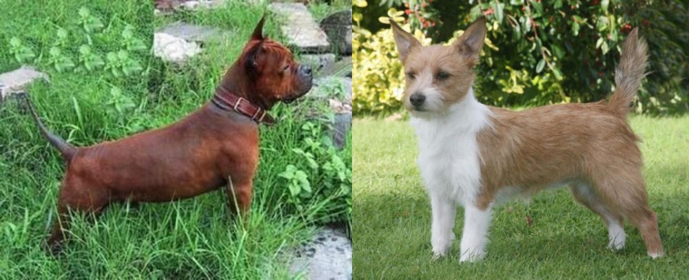 Portuguese Podengo vs Chinese Chongqing Dog - Breed Comparison