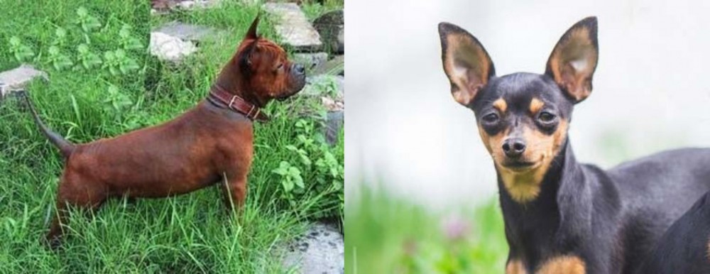Prazsky Krysarik vs Chinese Chongqing Dog - Breed Comparison