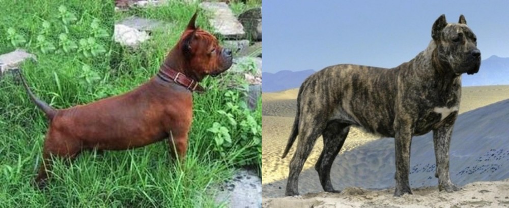 Presa Canario vs Chinese Chongqing Dog - Breed Comparison