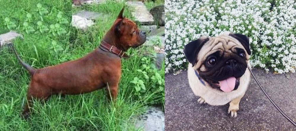 Pug vs Chinese Chongqing Dog - Breed Comparison