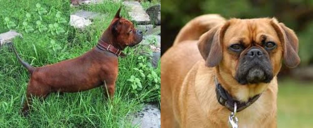 Pugalier vs Chinese Chongqing Dog - Breed Comparison