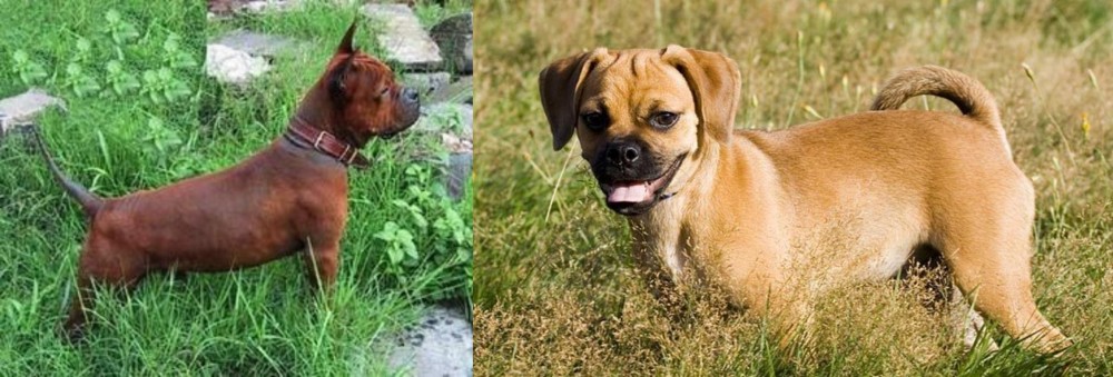 Puggle vs Chinese Chongqing Dog - Breed Comparison