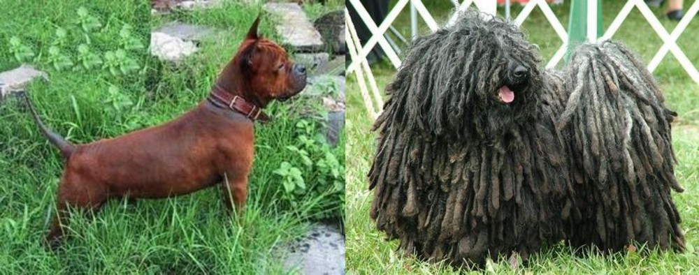 Puli vs Chinese Chongqing Dog - Breed Comparison
