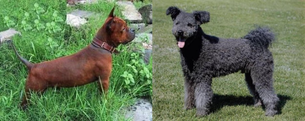 Pumi vs Chinese Chongqing Dog - Breed Comparison