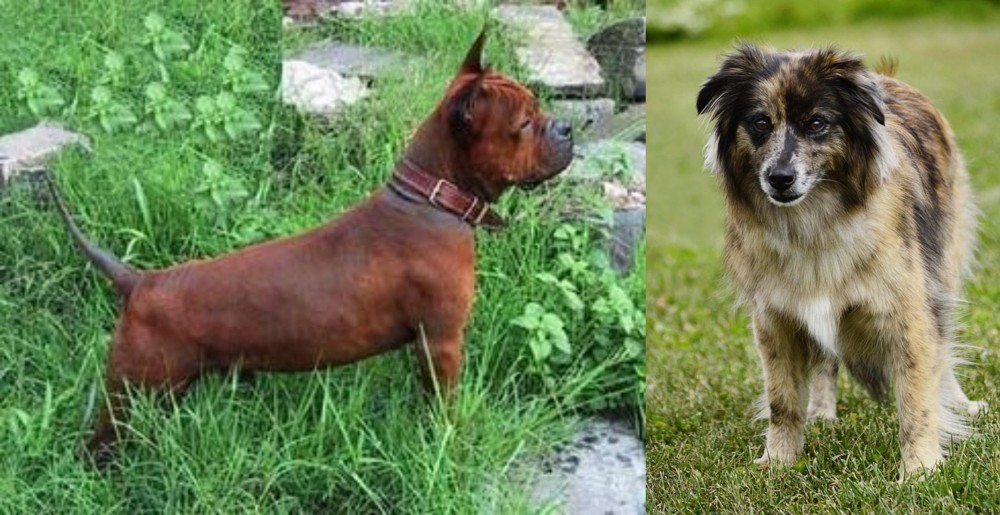 Pyrenean Shepherd vs Chinese Chongqing Dog - Breed Comparison