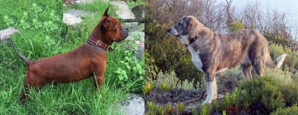 Rafeiro do Alentejo vs Chinese Chongqing Dog - Breed Comparison