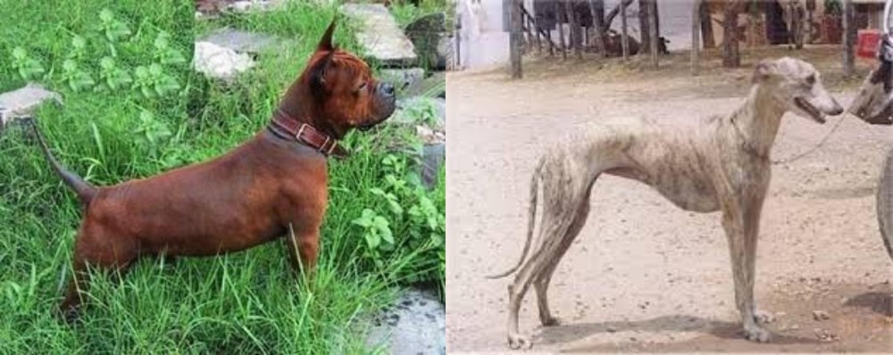 Rampur Greyhound vs Chinese Chongqing Dog - Breed Comparison