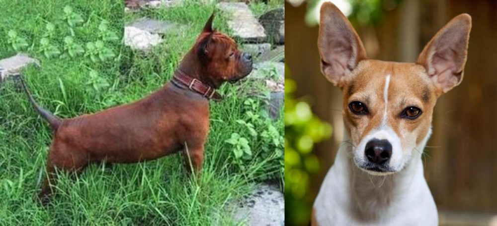 Rat Terrier vs Chinese Chongqing Dog - Breed Comparison