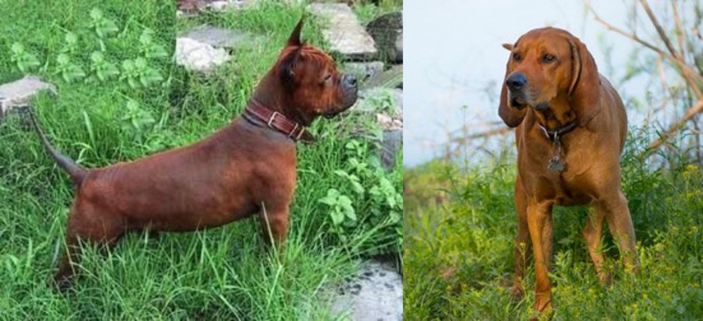 Redbone Coonhound vs Chinese Chongqing Dog - Breed Comparison