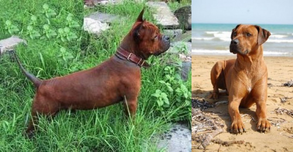 Rhodesian Ridgeback vs Chinese Chongqing Dog - Breed Comparison