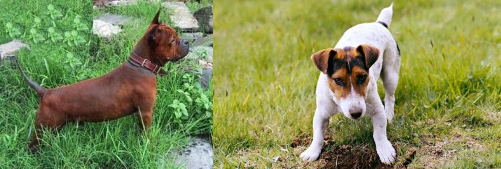 Russell Terrier vs Chinese Chongqing Dog - Breed Comparison