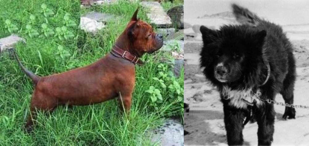 Sakhalin Husky vs Chinese Chongqing Dog - Breed Comparison