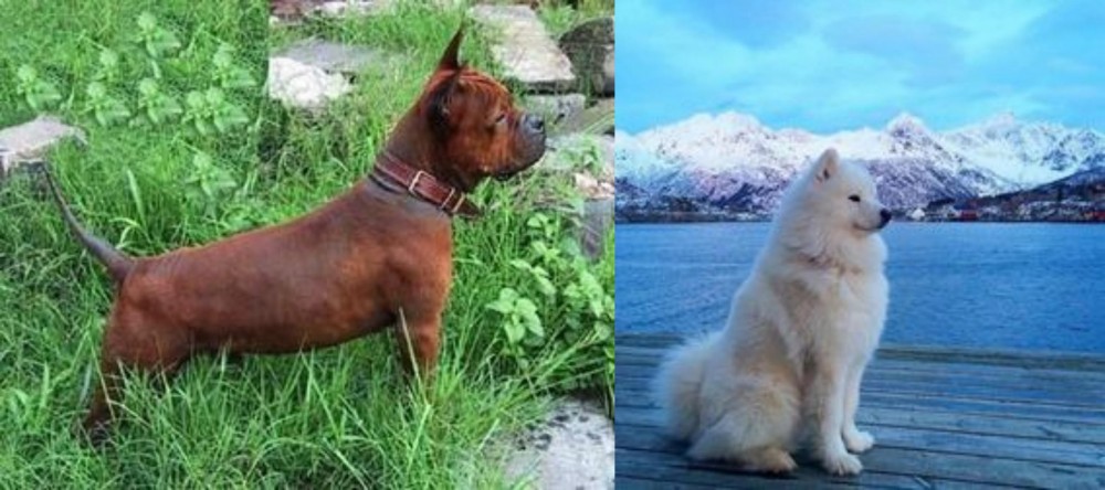 Samoyed vs Chinese Chongqing Dog - Breed Comparison