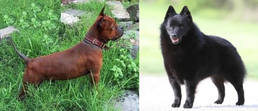 Schipperke vs Chinese Chongqing Dog - Breed Comparison