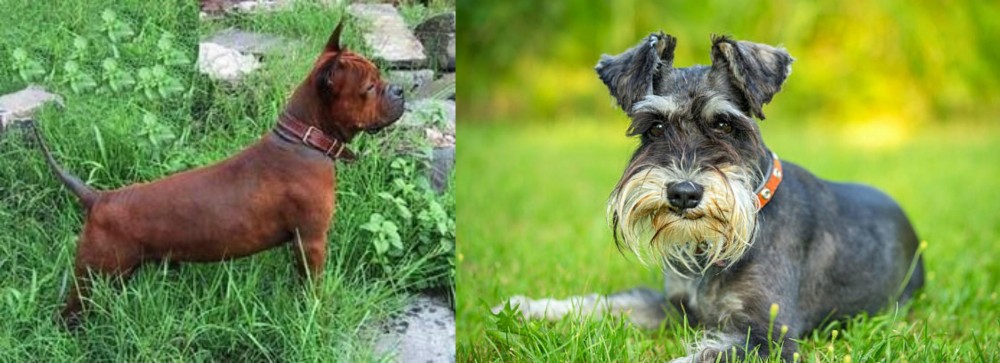 Schnauzer vs Chinese Chongqing Dog - Breed Comparison