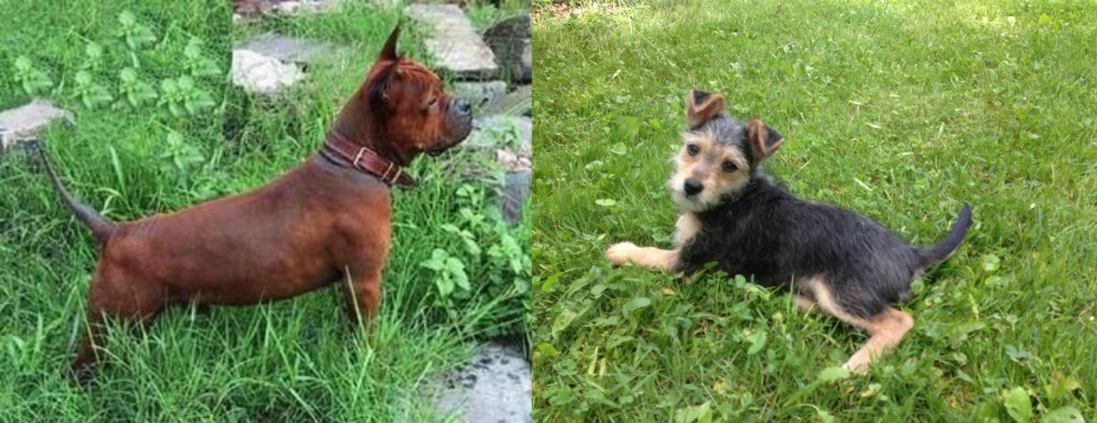 Schnorkie vs Chinese Chongqing Dog - Breed Comparison