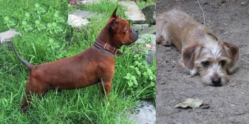 Schweenie vs Chinese Chongqing Dog - Breed Comparison