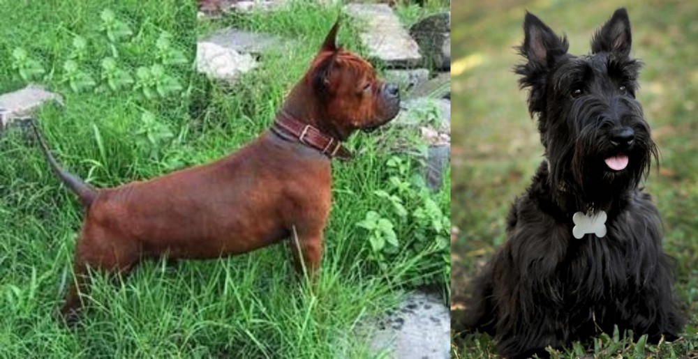 Scoland Terrier vs Chinese Chongqing Dog - Breed Comparison