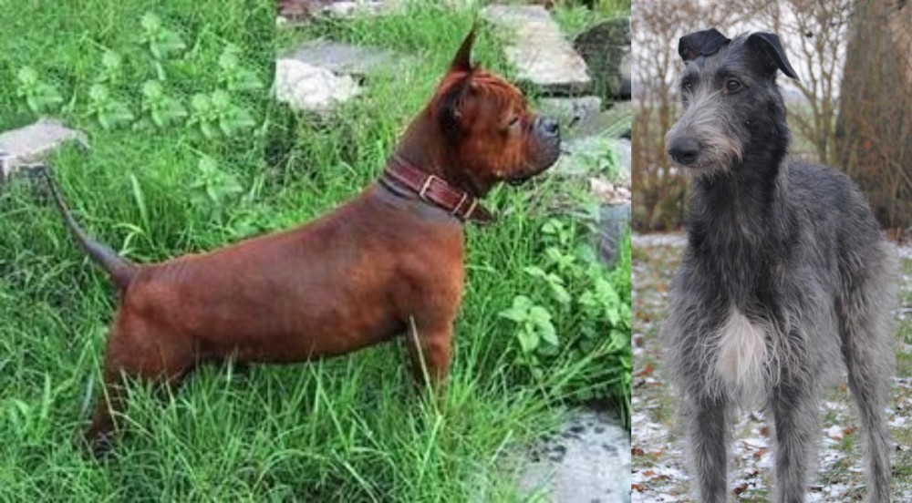 Scottish Deerhound vs Chinese Chongqing Dog - Breed Comparison