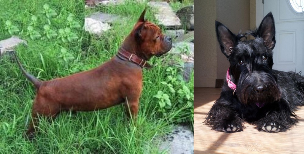 Scottish Terrier vs Chinese Chongqing Dog - Breed Comparison