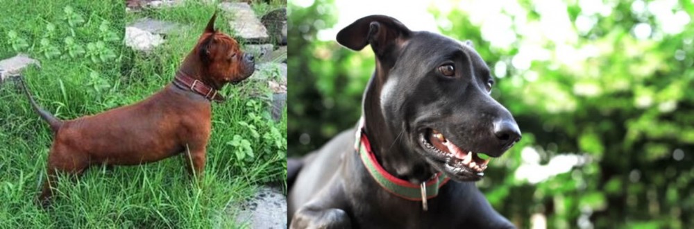 Shepard Labrador vs Chinese Chongqing Dog - Breed Comparison
