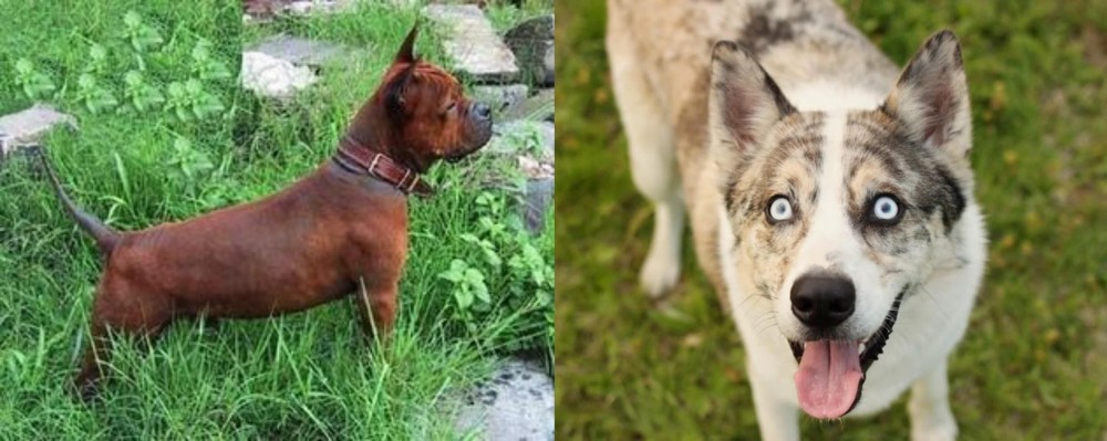 Shepherd Husky vs Chinese Chongqing Dog - Breed Comparison