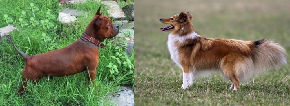 Shetland Sheepdog vs Chinese Chongqing Dog - Breed Comparison