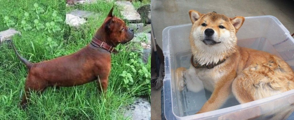 Shiba Inu vs Chinese Chongqing Dog - Breed Comparison