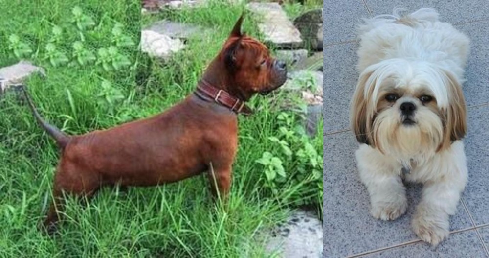 Shih Tzu vs Chinese Chongqing Dog - Breed Comparison