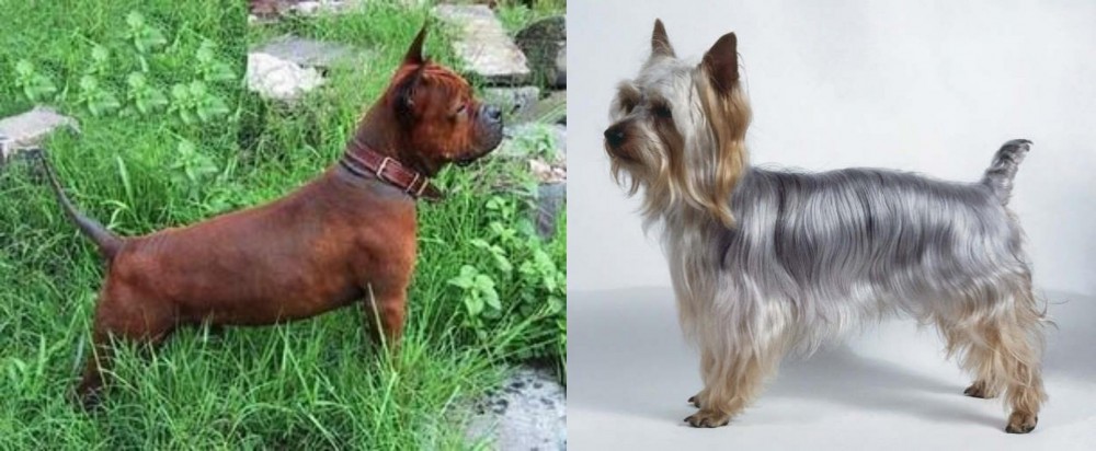 Silky Terrier vs Chinese Chongqing Dog - Breed Comparison