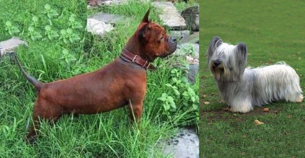 Skye Terrier vs Chinese Chongqing Dog - Breed Comparison