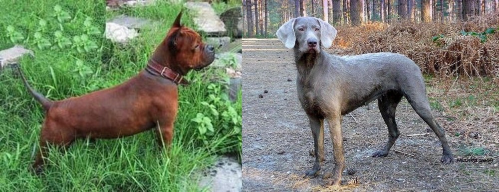 Slovensky Hrubosrsty Stavac vs Chinese Chongqing Dog - Breed Comparison