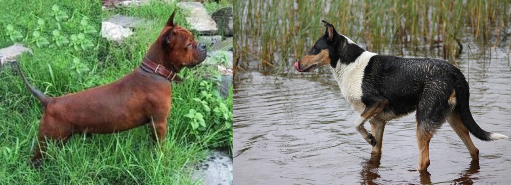 Smooth Collie vs Chinese Chongqing Dog - Breed Comparison