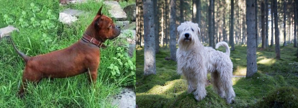 Soft-Coated Wheaten Terrier vs Chinese Chongqing Dog - Breed Comparison