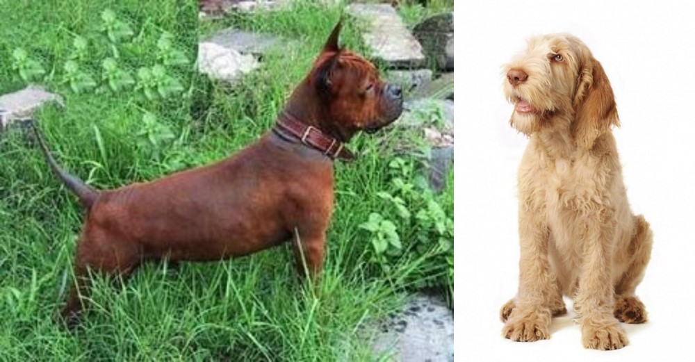 Spinone Italiano vs Chinese Chongqing Dog - Breed Comparison