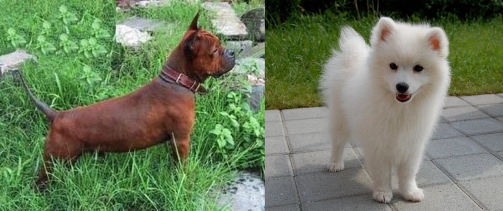 Spitz vs Chinese Chongqing Dog - Breed Comparison
