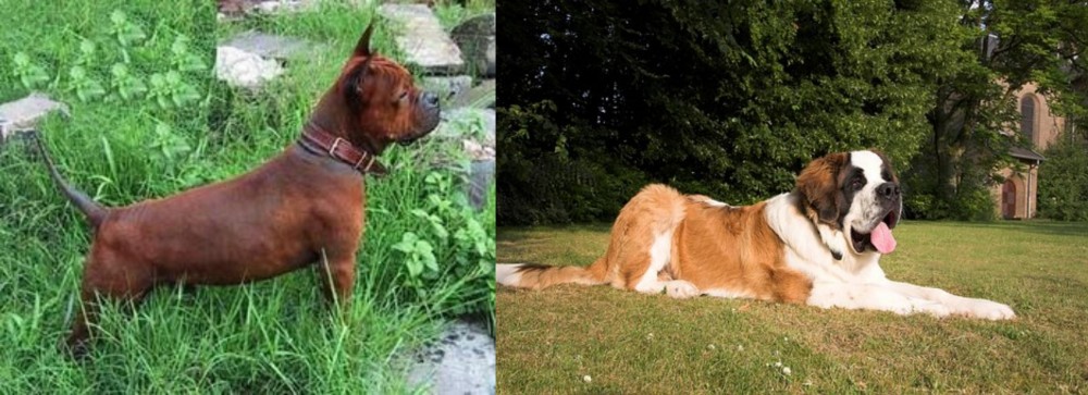 St. Bernard vs Chinese Chongqing Dog - Breed Comparison