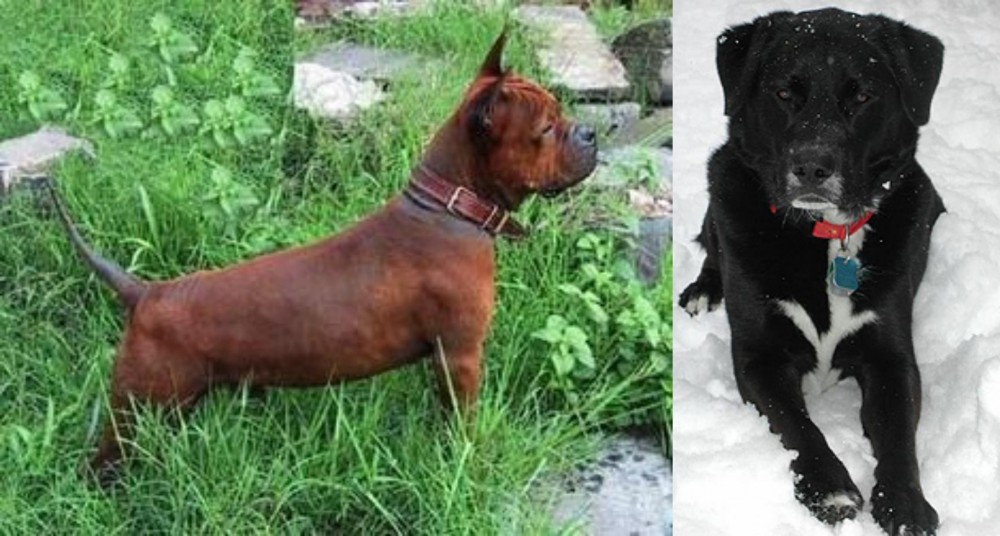 St. John's Water Dog vs Chinese Chongqing Dog - Breed Comparison