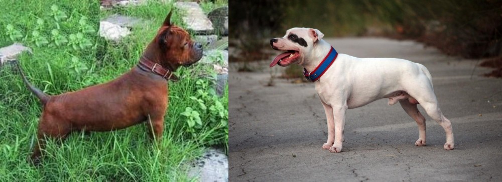 Staffordshire Bull Terrier vs Chinese Chongqing Dog - Breed Comparison