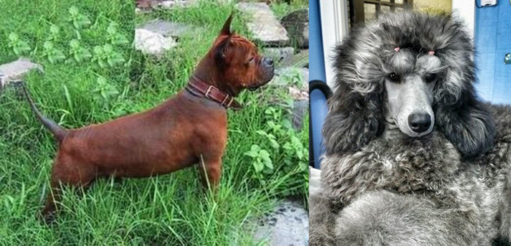 Standard Poodle vs Chinese Chongqing Dog - Breed Comparison