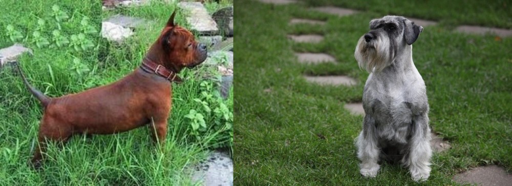 Standard Schnauzer vs Chinese Chongqing Dog - Breed Comparison