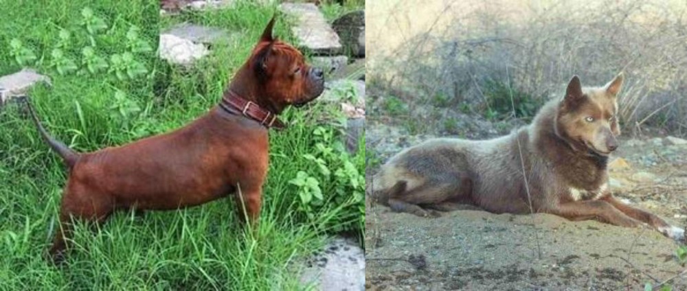 Tahltan Bear Dog vs Chinese Chongqing Dog - Breed Comparison