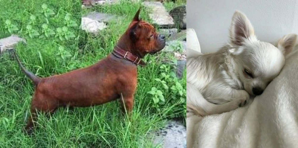 Tea Cup Chihuahua vs Chinese Chongqing Dog - Breed Comparison