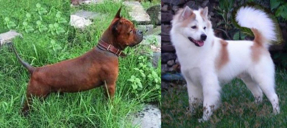 Thai Bangkaew vs Chinese Chongqing Dog - Breed Comparison
