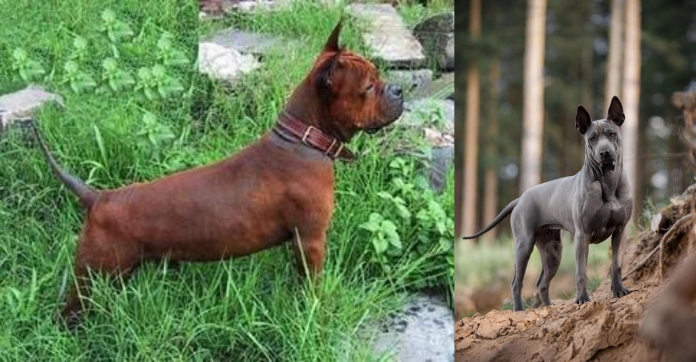 Thai Ridgeback vs Chinese Chongqing Dog - Breed Comparison