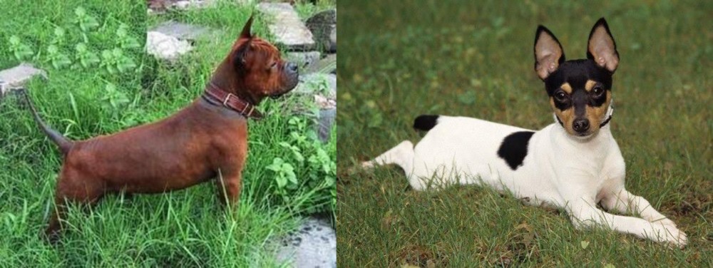 Toy Fox Terrier vs Chinese Chongqing Dog - Breed Comparison
