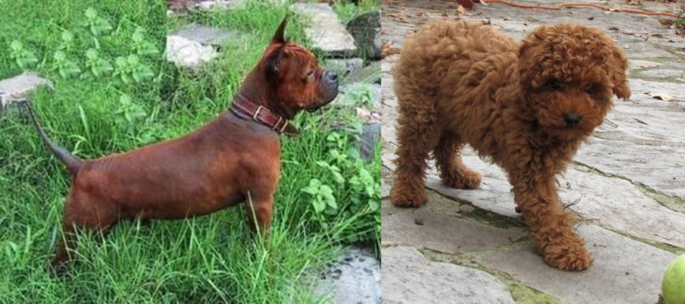 Toy Poodle vs Chinese Chongqing Dog - Breed Comparison
