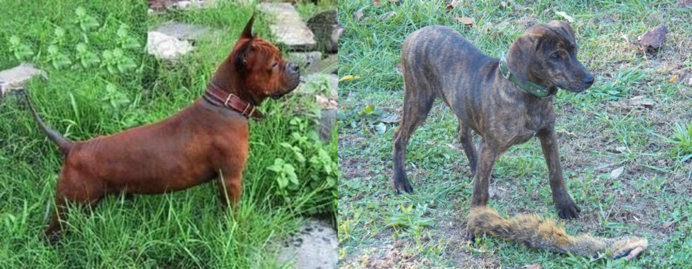 Treeing Cur vs Chinese Chongqing Dog - Breed Comparison