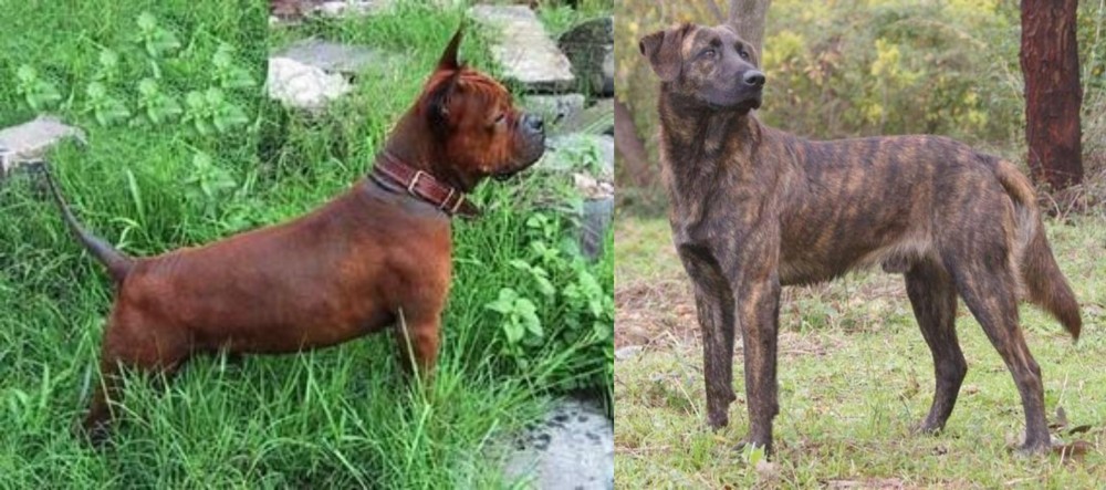 Treeing Tennessee Brindle vs Chinese Chongqing Dog - Breed Comparison